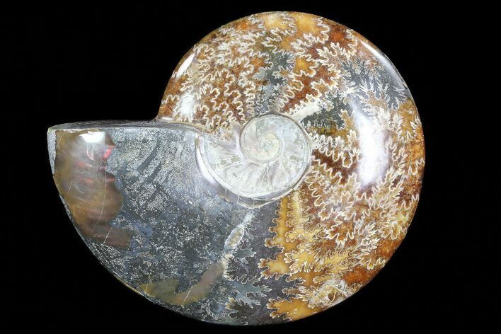 Polished, Agatized Ammonite (Cleoniceras) - Madagascar #72874